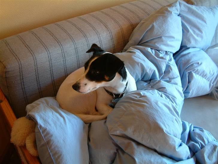 Dansk svensk gaardhund Lady - kommer der nogle  billede 6