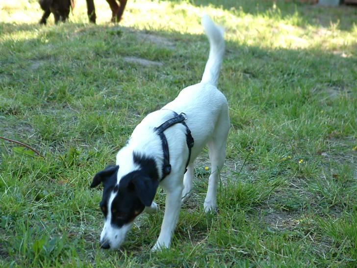 Dansk svensk gaardhund Lady - nede på camping det bedste sted i verden  billede 7