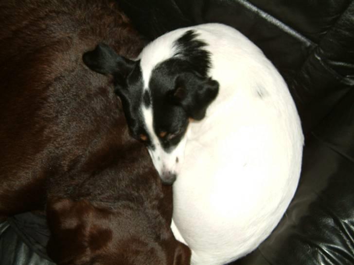 Dansk svensk gaardhund Lady - her putter jeg med min bedste veninde ice  billede 8