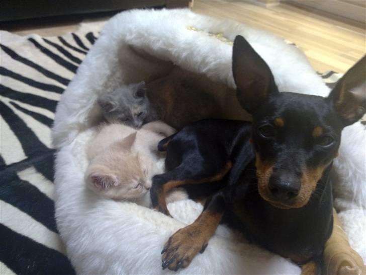 Dvaergpinscher Lilly - Lilly der leger plejemor for Creamys killinger<3 billede 3