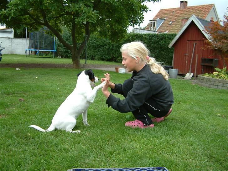 Dansk svensk gaardhund Lady - Velkommen til min profil jeg vil blive rigtig glad hvis du lægger en kommentar og bedømmer mig 


giv pote (-: billede 1