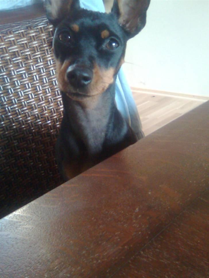 Dvaergpinscher Lilly - :) billede 4