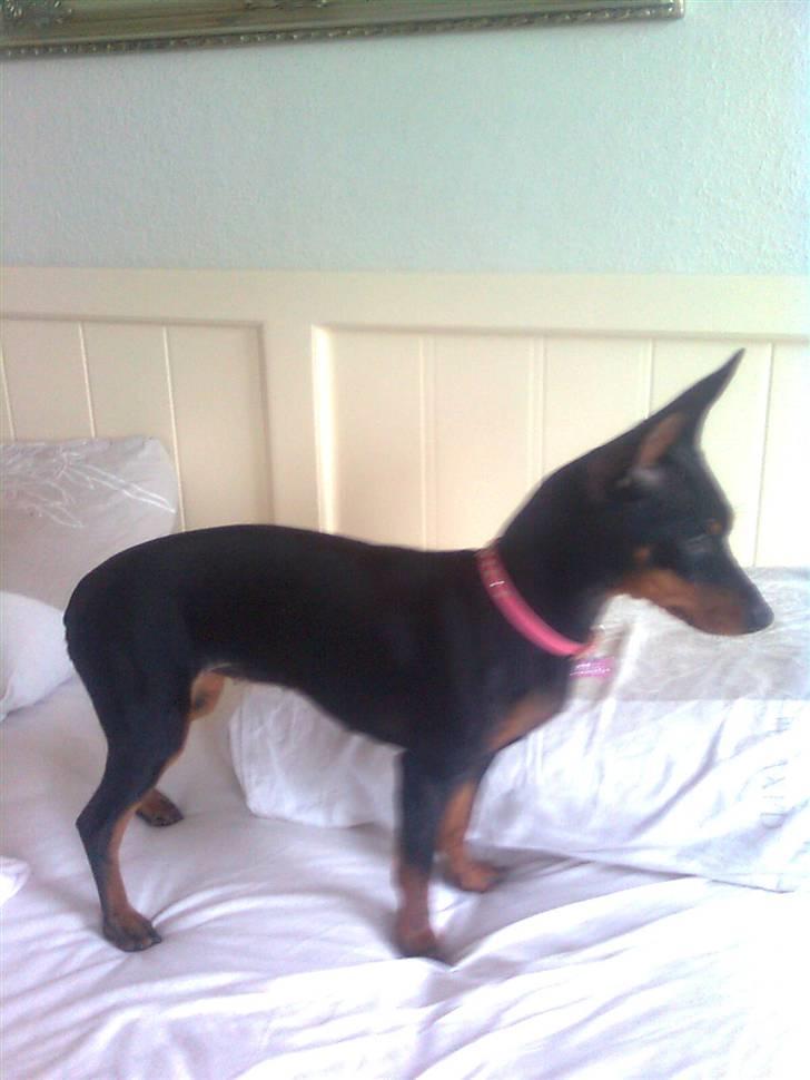 Dvaergpinscher Lilly - Lilly i profil billede 5