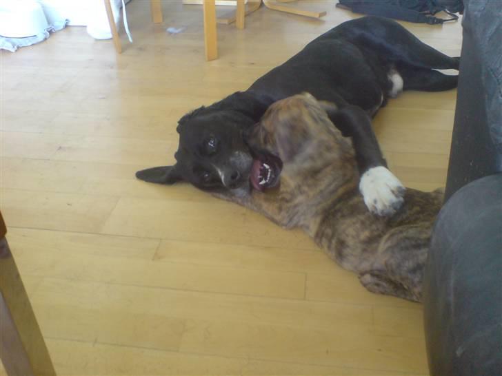 Dogo canario Kali - kaos og kali ligger og leger  billede 8