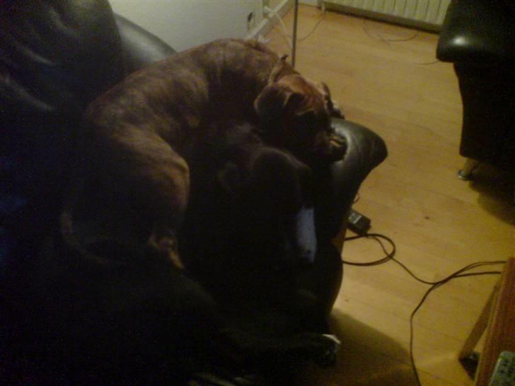 Dogo canario Kali - kaos og kali ligger og putter billede 9