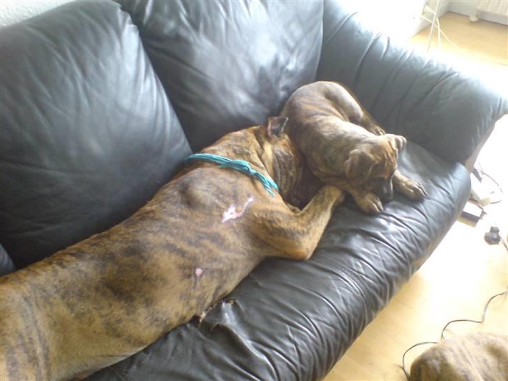 Dogo canario Kali - kale og freja der slapper af :) billede 10