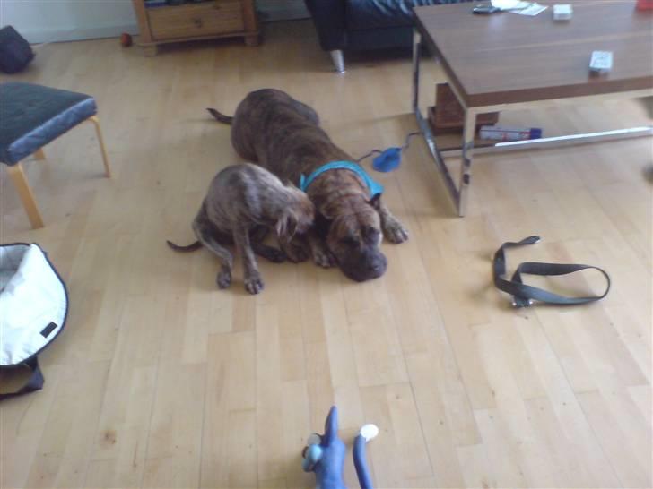 Dogo canario Kali - kali og hendes mor freja billede 11