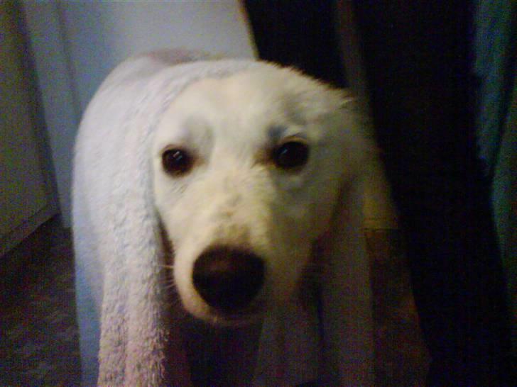 Samojedhund Åse - Åse <3 billede 8