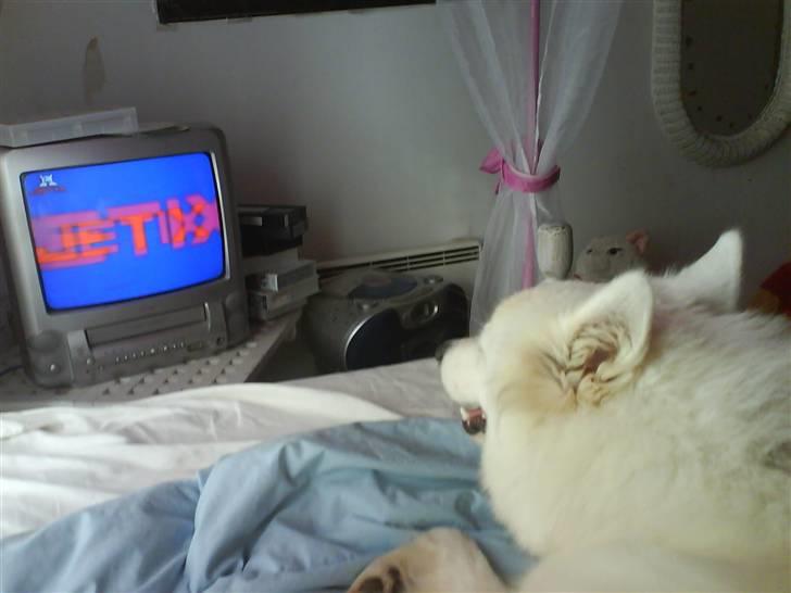 Samojedhund Åse - Åse <3 billede 9