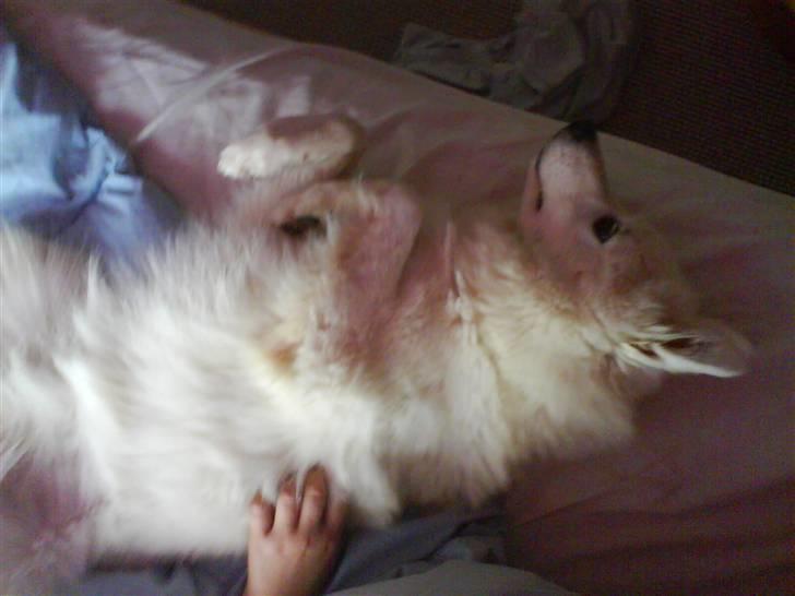 Samojedhund Åse - Åse <3 billede 10