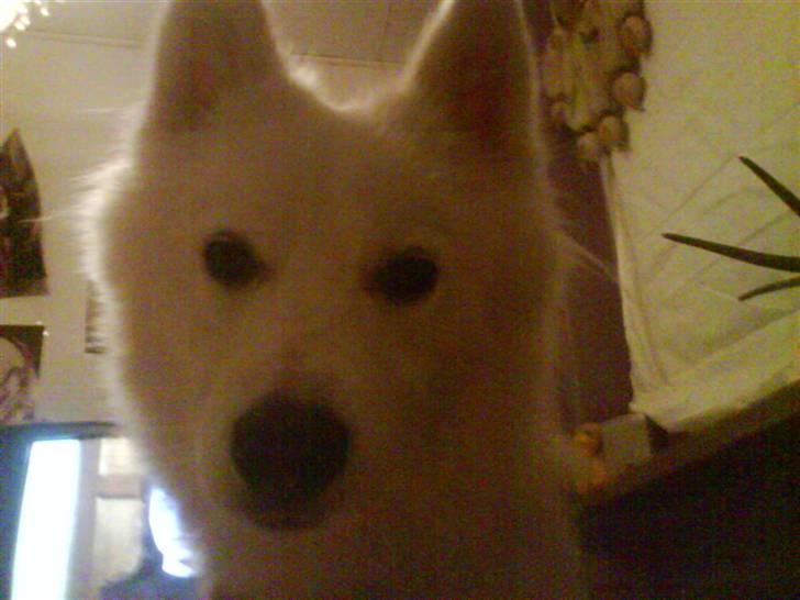 Samojedhund Åse - Åse <3 billede 11