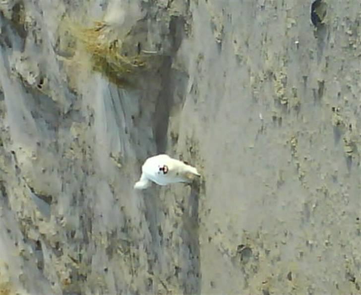 Samojedhund Åse - Åse <3 billede 12