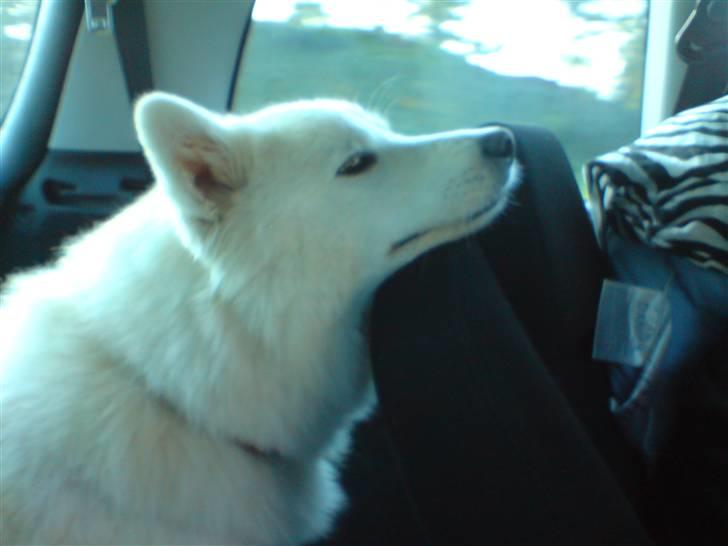 Samojedhund Åse - Åse <3 billede 13
