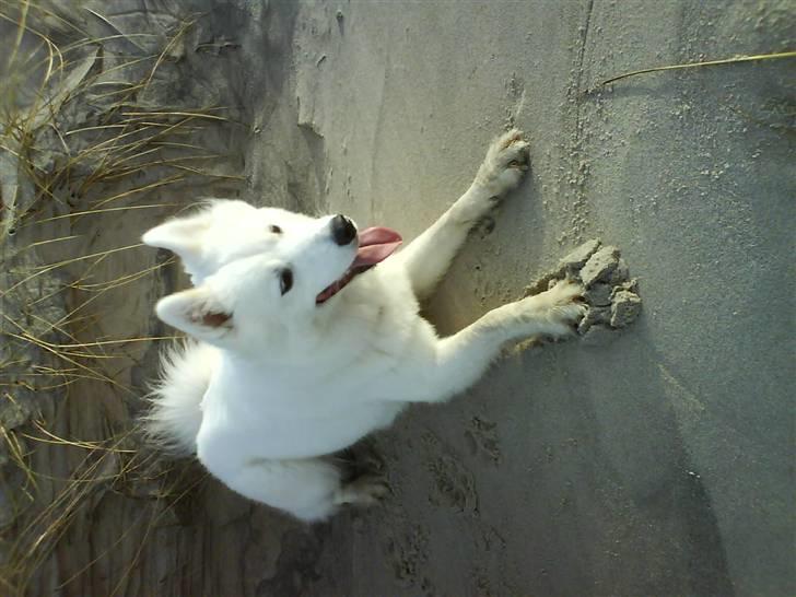 Samojedhund Åse - Åse <3 billede 14