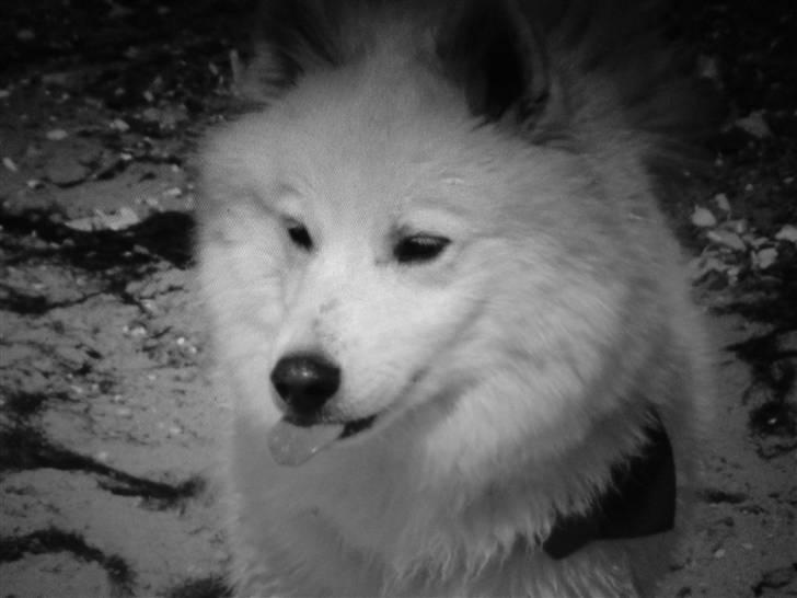 Samojedhund Åse - Åse <3 billede 15