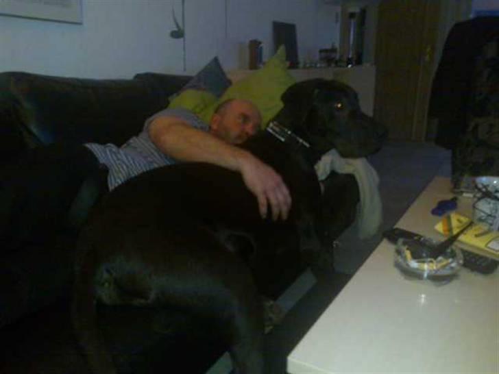 Grand danois hermann - ligger lige og ser en fodboldkamp med farmand, vi elsker sport billede 4