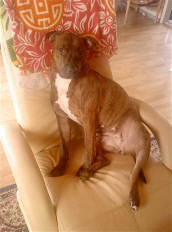 Amerikansk staffordshire terrier Mischa billede 1