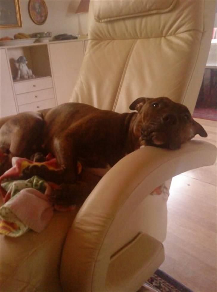 Amerikansk staffordshire terrier Mischa billede 2