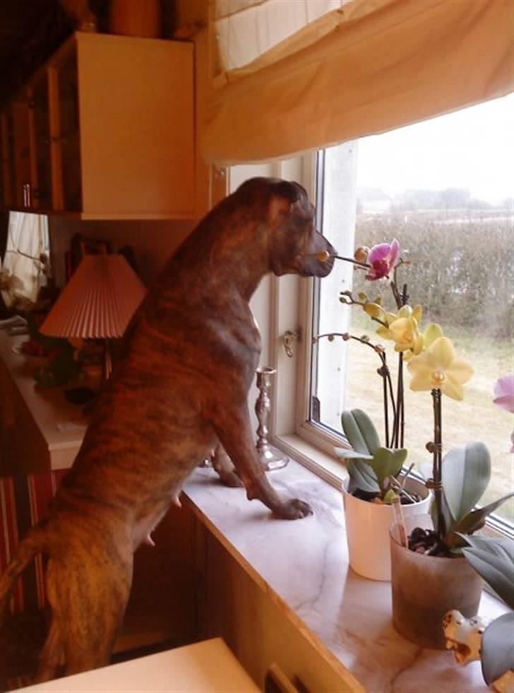 Amerikansk staffordshire terrier Mischa billede 3