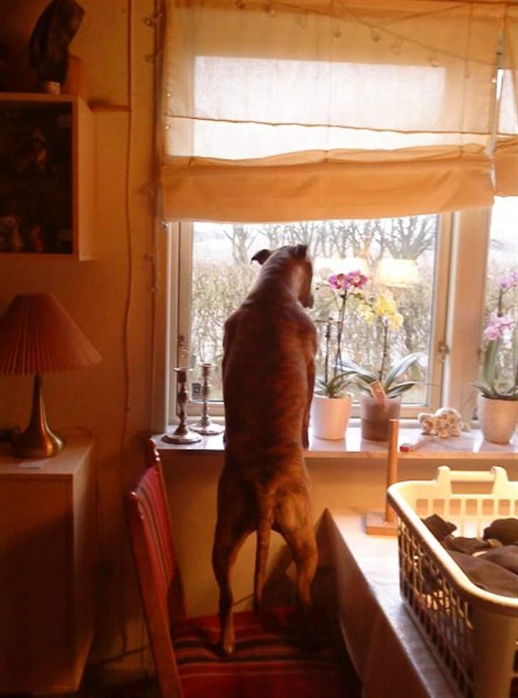 Amerikansk staffordshire terrier Mischa billede 4