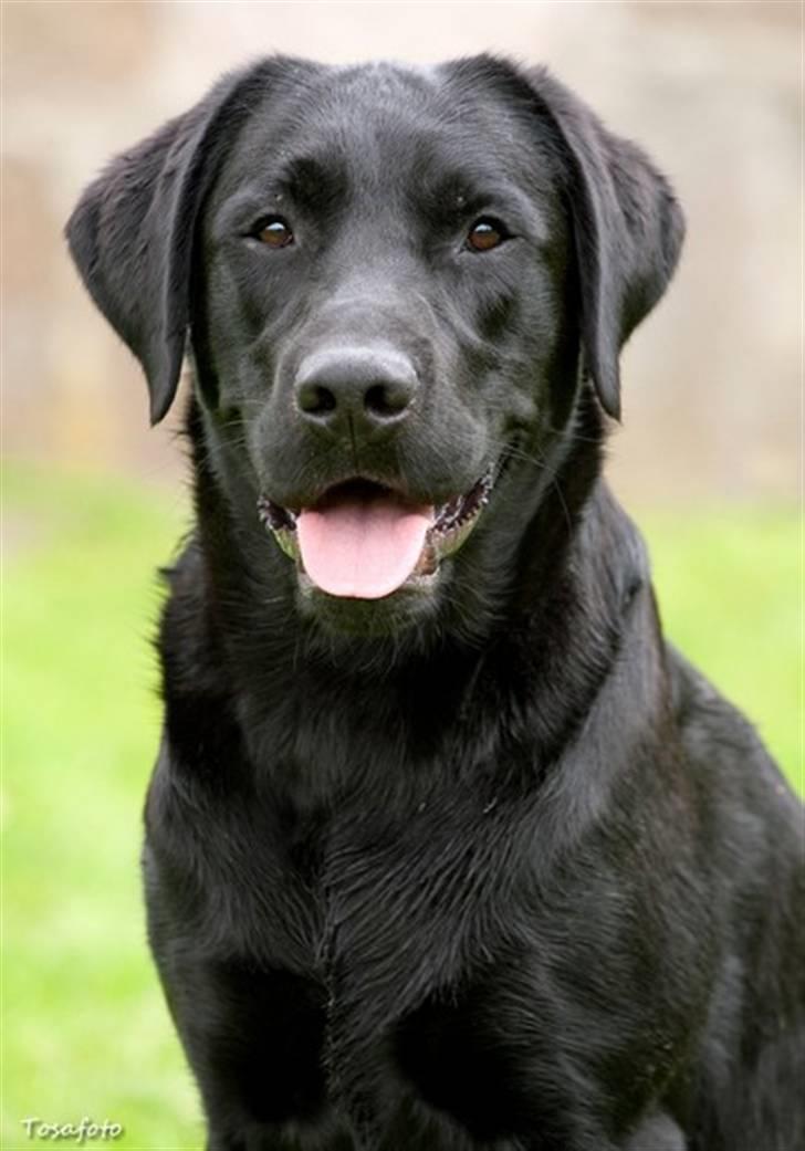 Labrador retriever SEVCH Jægerslunds Simo billede 2
