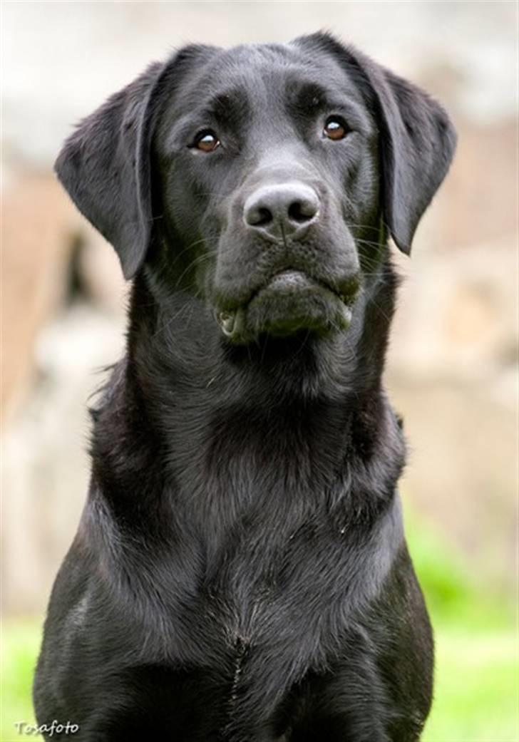 Labrador retriever SEVCH Jægerslunds Simo billede 3