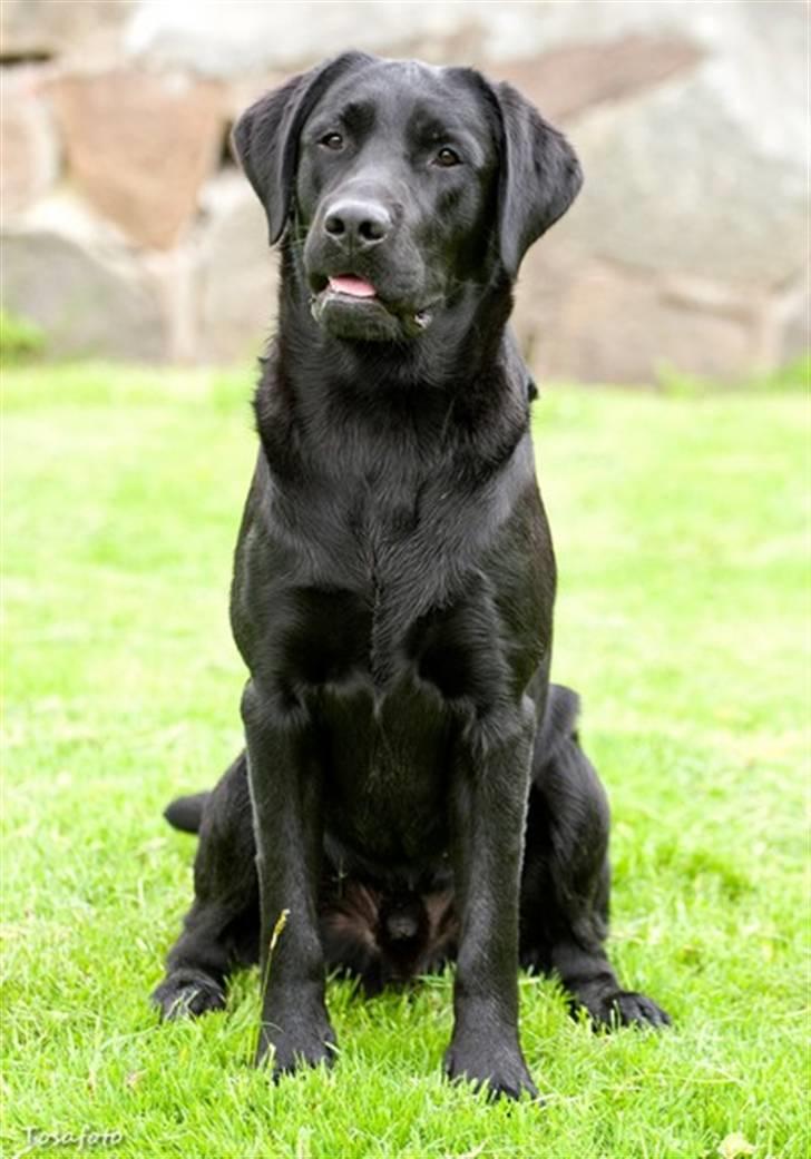 Labrador retriever SEVCH Jægerslunds Simo billede 4