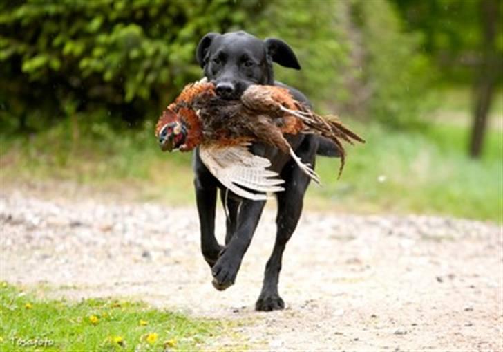 Labrador retriever SEVCH Jægerslunds Simo billede 6