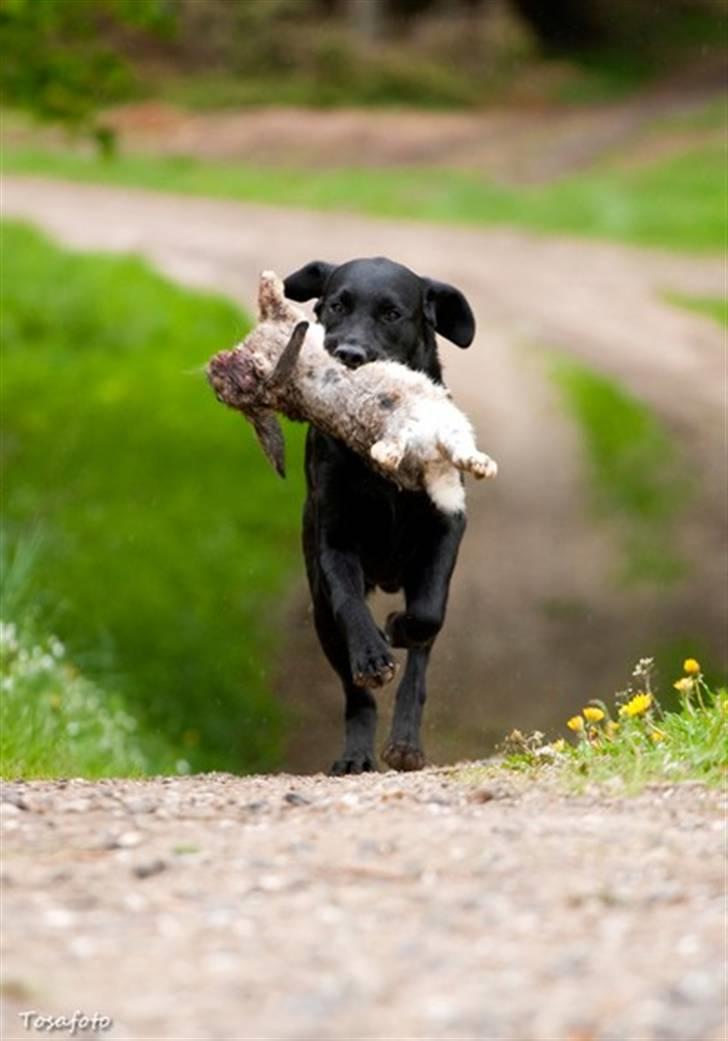 Labrador retriever SEVCH Jægerslunds Simo billede 8