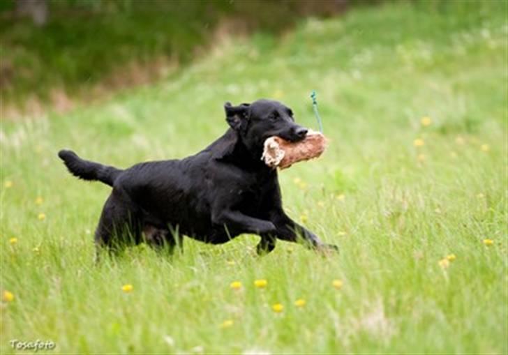 Labrador retriever SEVCH Jægerslunds Simo billede 10