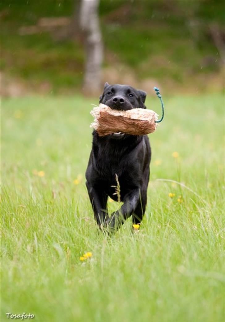 Labrador retriever SEVCH Jægerslunds Simo billede 11