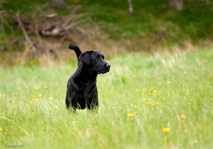 Labrador retriever SEVCH Jægerslunds Simo billede 12