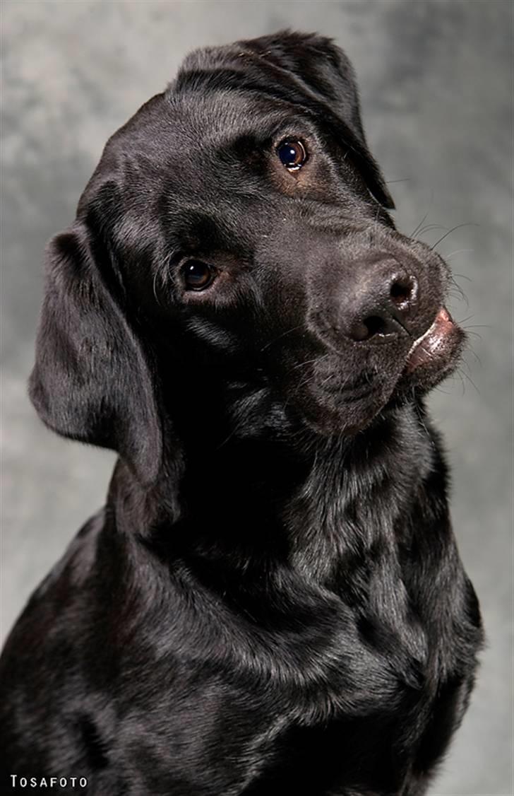 Labrador retriever SEVCH Jægerslunds Simo - Simo November 2008 billede 13