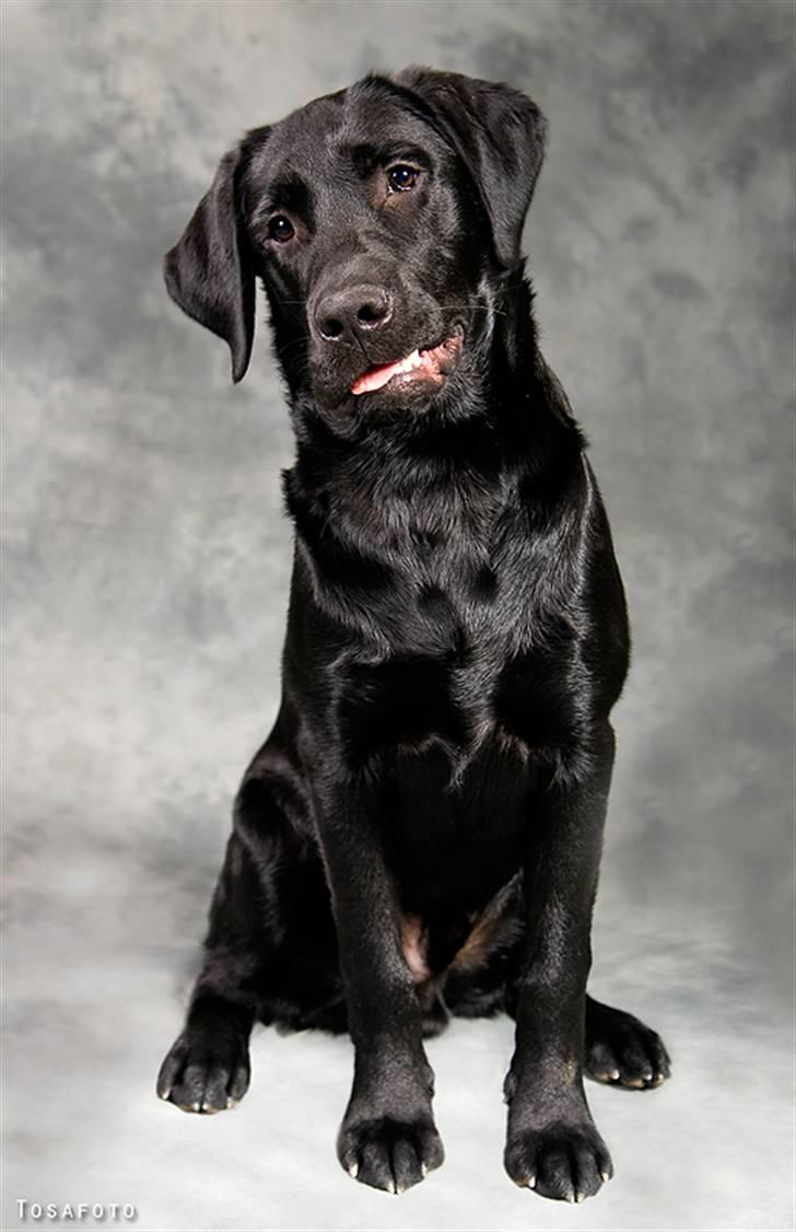 Labrador retriever SEVCH Jægerslunds Simo billede 14