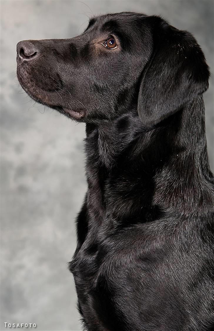 Labrador retriever SEVCH Jægerslunds Simo billede 15