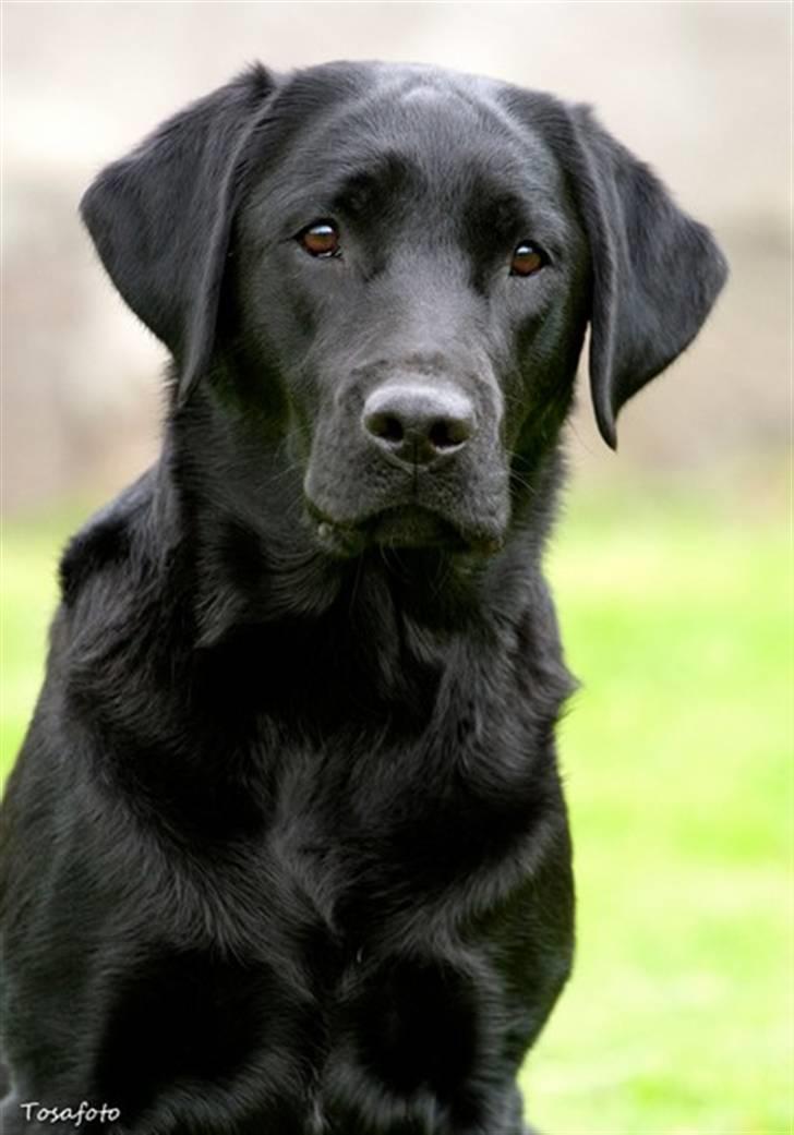 Labrador retriever SEVCH Jægerslunds Lokka - Lokka Maj 2009 billede 1
