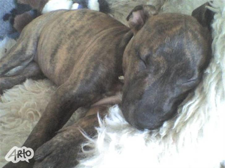 Amerikansk staffordshire terrier Mischa - den dag vi fik mischa med hjem :) træt efter en lang kører tur ;) billede 5