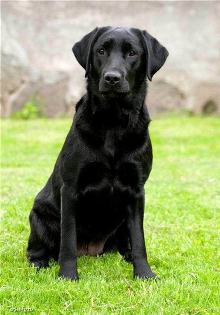 Labrador retriever SEVCH Jægerslunds Lokka billede 5