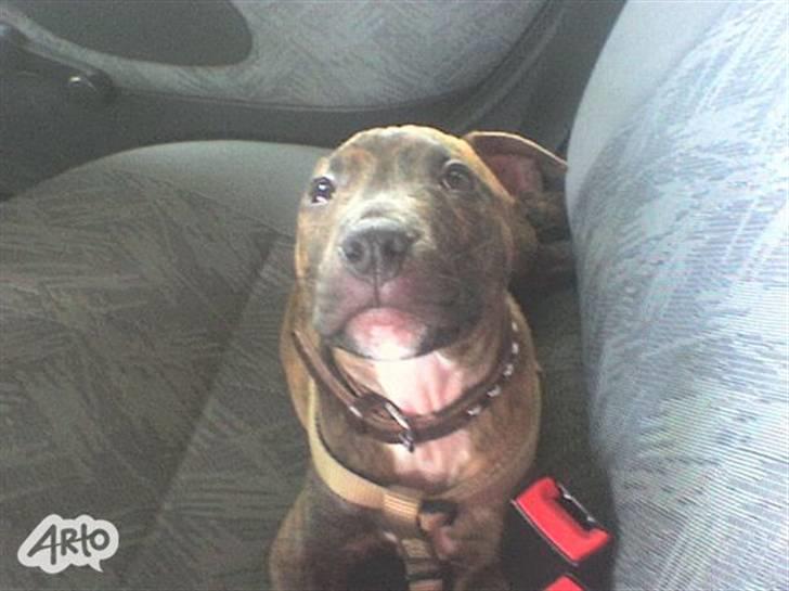 Amerikansk staffordshire terrier Mischa - Tag mig med hjem :) Selvom om jeg ikk er så køn :) billede 6