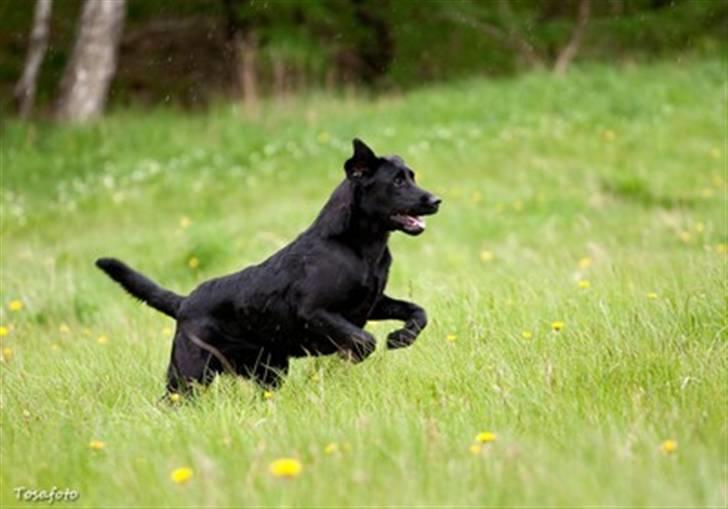 Labrador retriever SEVCH Jægerslunds Lokka billede 9