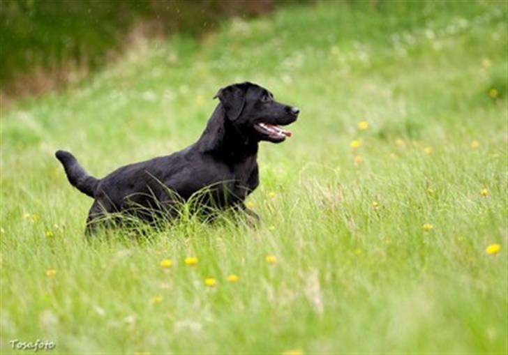 Labrador retriever SEVCH Jægerslunds Lokka billede 10