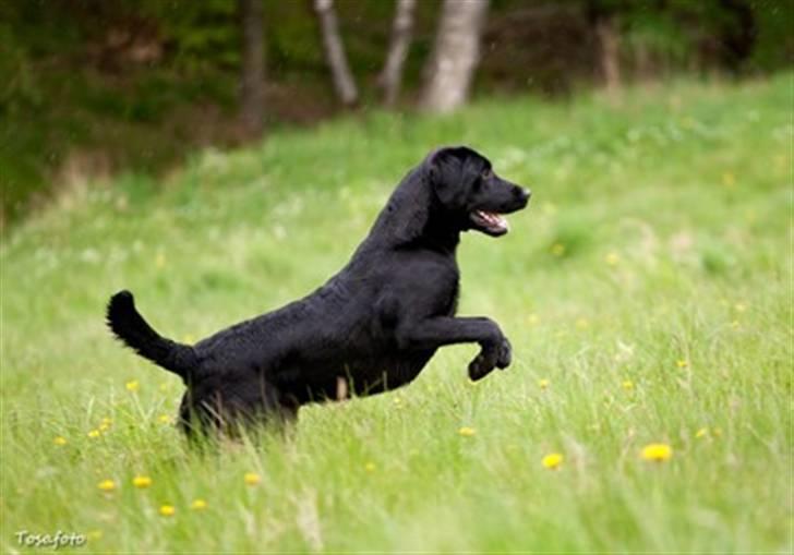 Labrador retriever SEVCH Jægerslunds Lokka billede 11