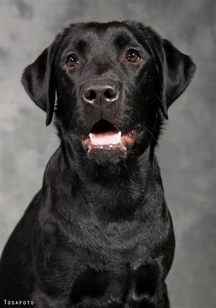 Labrador retriever SEVCH Jægerslunds Lokka billede 14