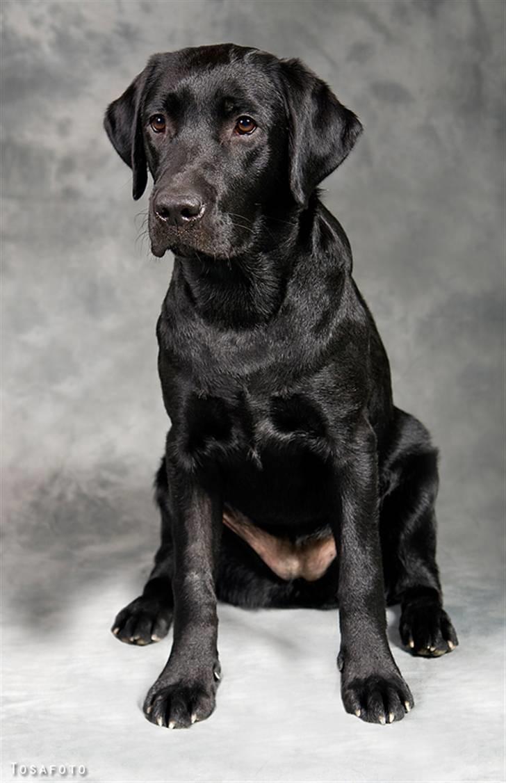 Labrador retriever SEVCH Jægerslunds Lokka billede 15