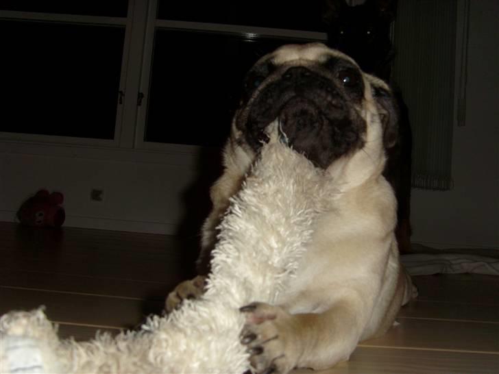 Mops Lola billede 11