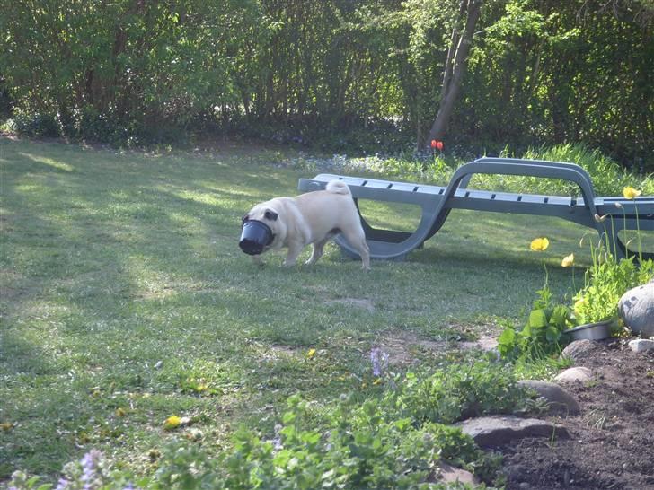 Mops Lola billede 12