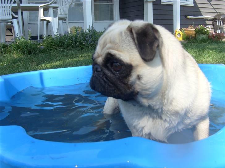 Mops Lola billede 13