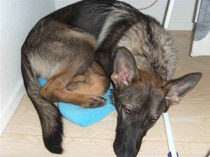 Schæferhund Nala billede 13