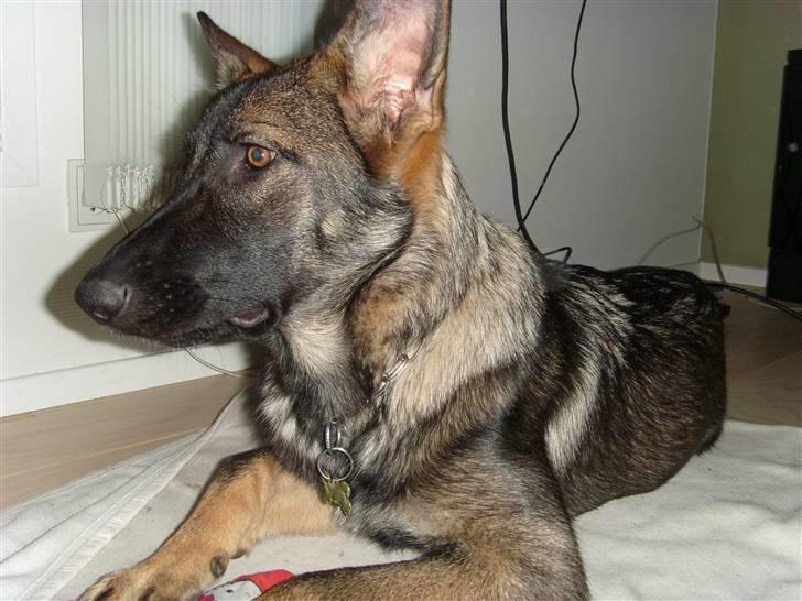 Schæferhund Nala billede 14