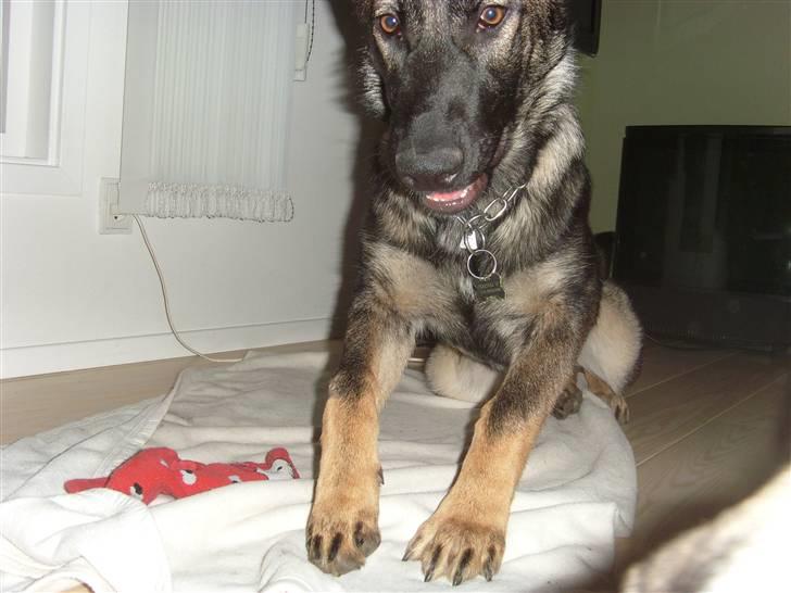 Schæferhund Nala billede 15